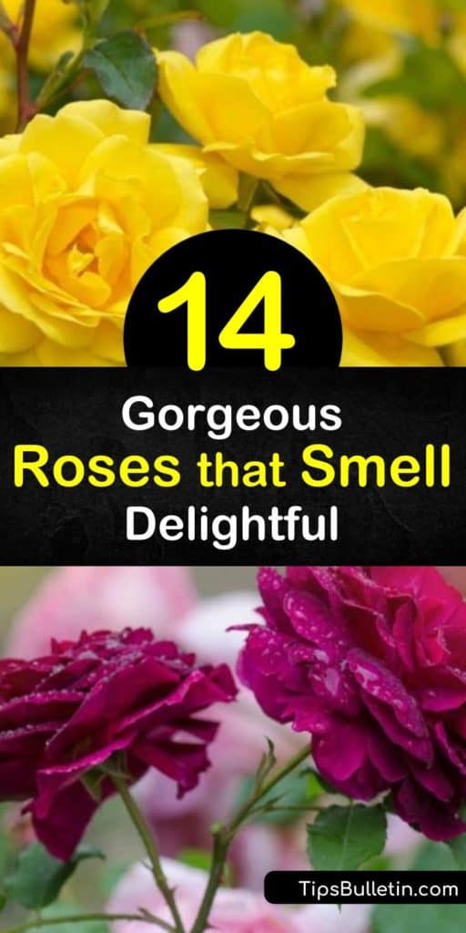 Discover how to fill your yard with a floral and sweet rose fragrance by planting the perfect roses. Grow David Austin roses such as the hybrid tea rose, Double Delight, or a floribunda rose, like Honey Perfume, and enjoy fragrant flowers all summer. #roses #fragrant #smell