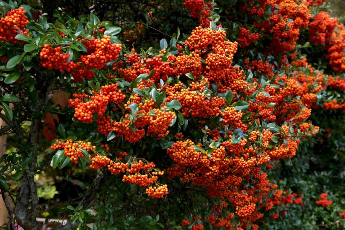 The scarlet firethorn really makes a statement in the yard.