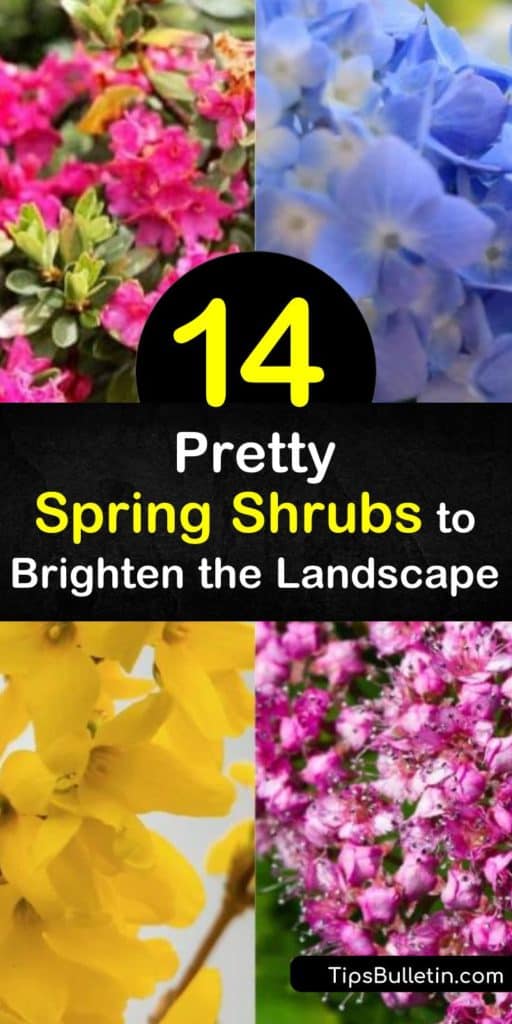 Find the perfect spot in your yard and garden beds to make way for pink flowers and white flowers. This list of spring flowering shrubs includes plants like viburnum, quince, rhododendron, and azalea that only require a quick prune and full sun. #spring #flowering #shrubs