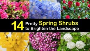 Spring Flowering Shrubs titleimg1