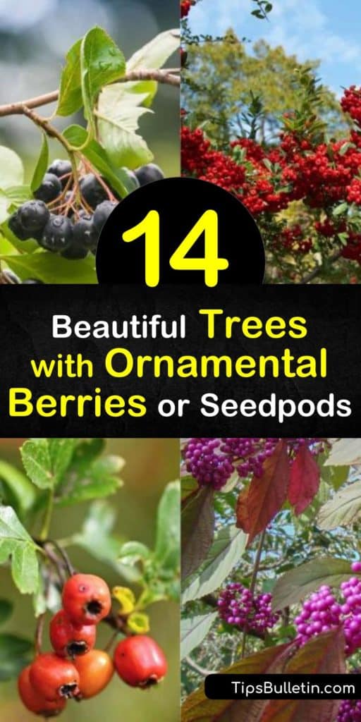 Learn about the many trees with ornamental berries to fill your yard with interest all year round. Plant hardy trees such as dogwood and crabapple and enjoy early spring white flowers, fall color, red fruits, and winter berries. #trees #ornamental #berries #seedpods