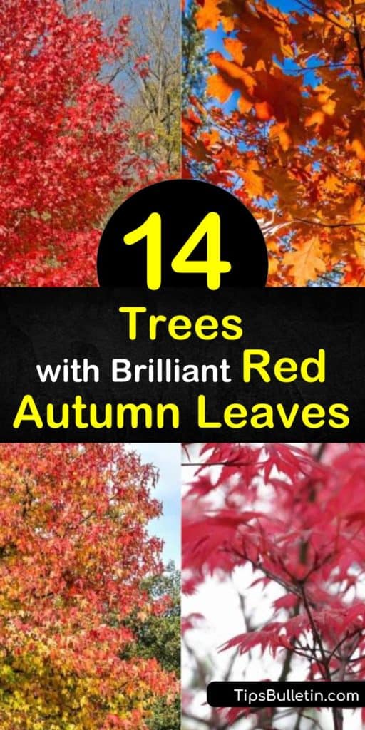 Find out the best trees that display red fall foliage. Maple trees, such as Acer palmatum and Acer rubrum, dominate when it comes to red leaves. If you're looking for a small tree, try the Cornus florida dogwood with its white flowers and scarlet or purple leaves. #trees #redleaves #fall #autumn