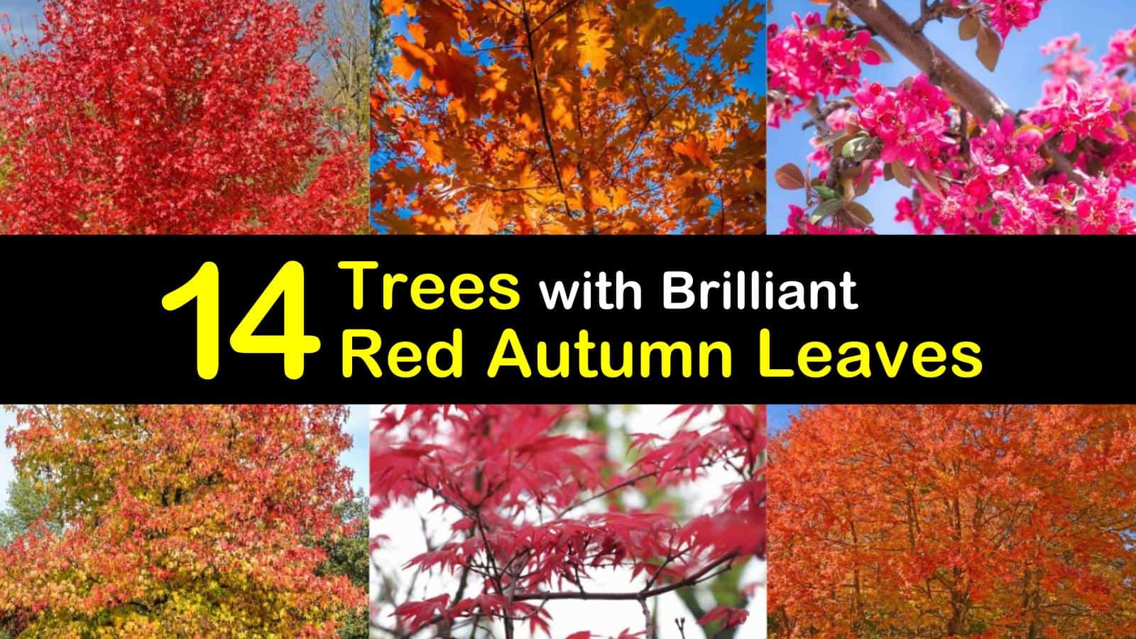 14 Trees With Brilliant Red Autumn Leaves 14 Trees With Brilliant Red Autumn Leaves