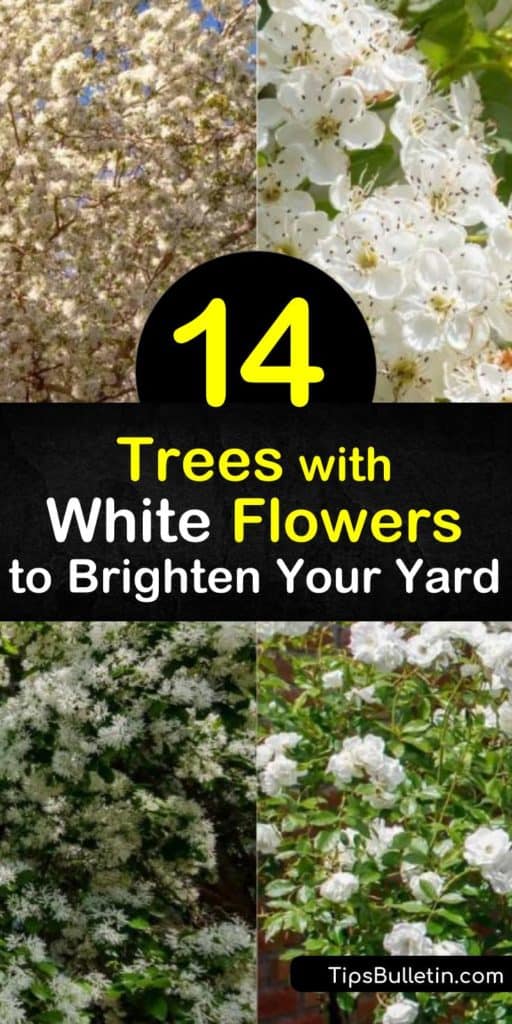 Discover white flowering trees that complement green leaves. The hardy serviceberry and Japanese snowbell have bell-like flowers, while the redbud bears pea-like blossoms and the dogwood single blooms. White flowering fruit trees include the crabapple and pear. #trees #floweringtrees #whiteflowers