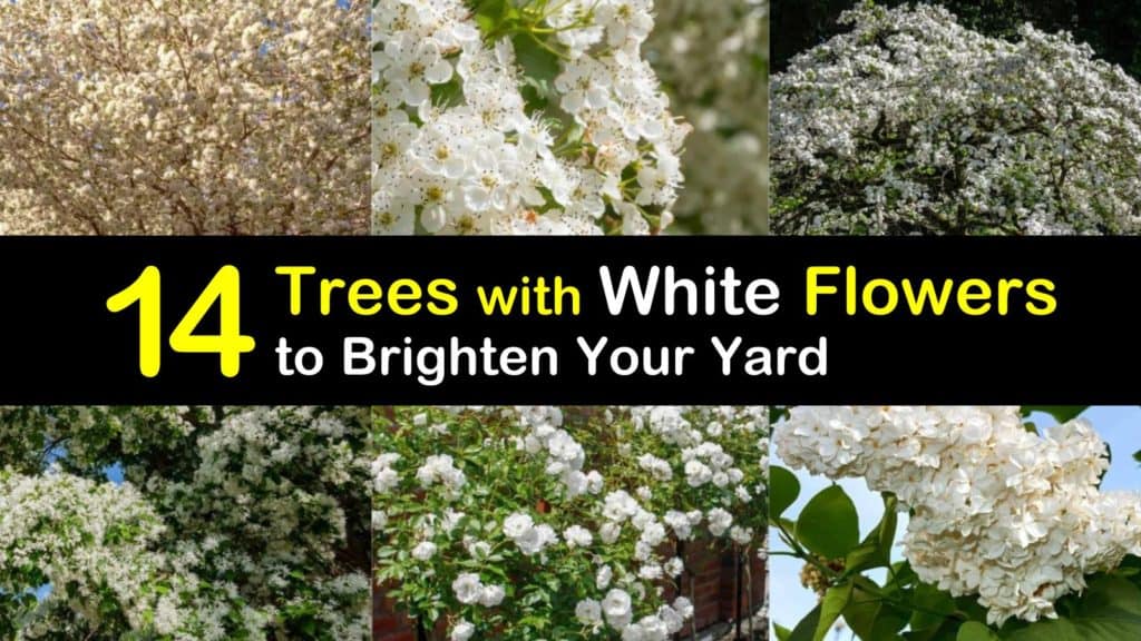 14 Trees with White Flowers to Brighten Your Yard - Tips Bulletin