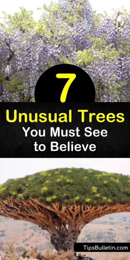 There are many unusual trees native to Yemen, South Africa, New Zealand, and other areas of the world that are perfect for creating a stunning landscape, such as Chinese wisteria, baobab, rainbow eucalyptus, and the Socotra dragon tree. #unusual #trees