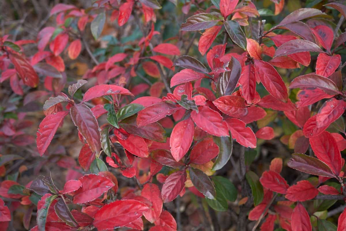 Viburnums benefit from regular pruning.