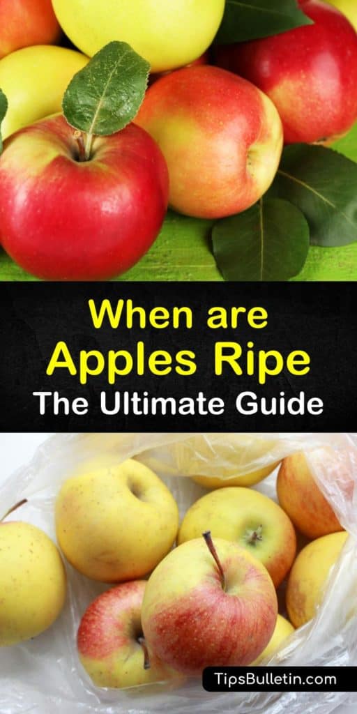 Skim through this guide on all things apples and learn how to store Fuji, gala, Honeycrisp, McIntosh, and red delicious apples in a way that keeps them fresh and plays with flavors. These tips for determining ripeness help you avoid dark brown spots and eating bad apples. #overripe #apples #ripe