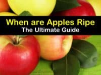 When are Apples Ripe titleimg1