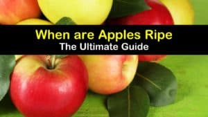 When are Apples Ripe titleimg1