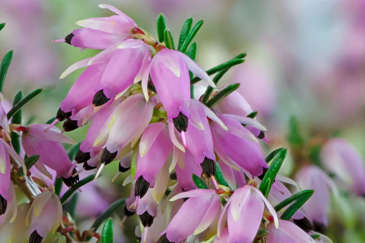 Winter heath is a small low-maintenance shrub.