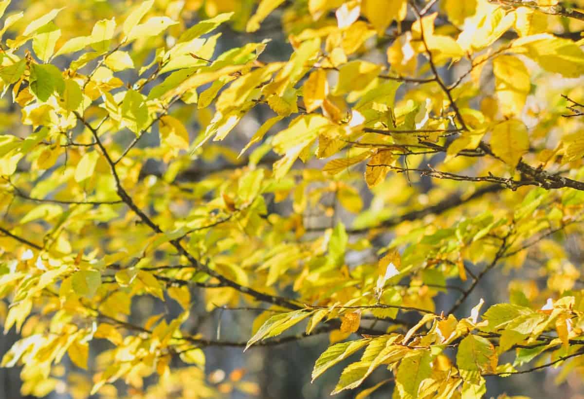 yellow leaves tree