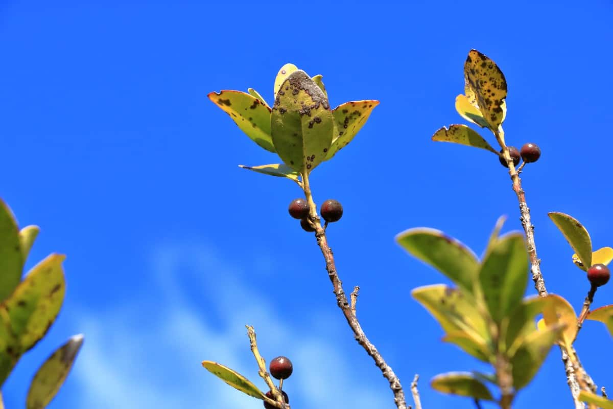 Black gum trees have bright fall leaves in several colors, including yellow.