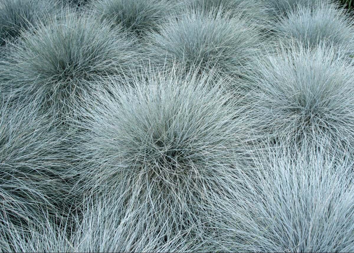 Blue fescue is an ideal ground cover.