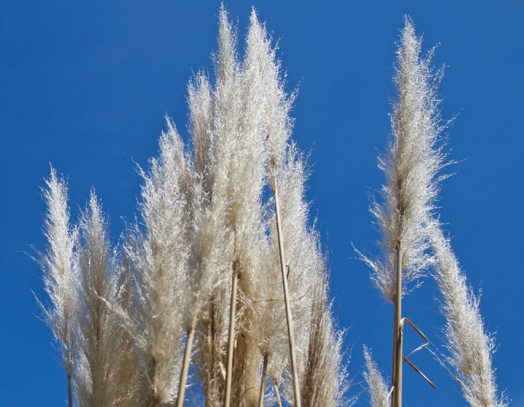 Blue oatgrass grows just over three feet tall.