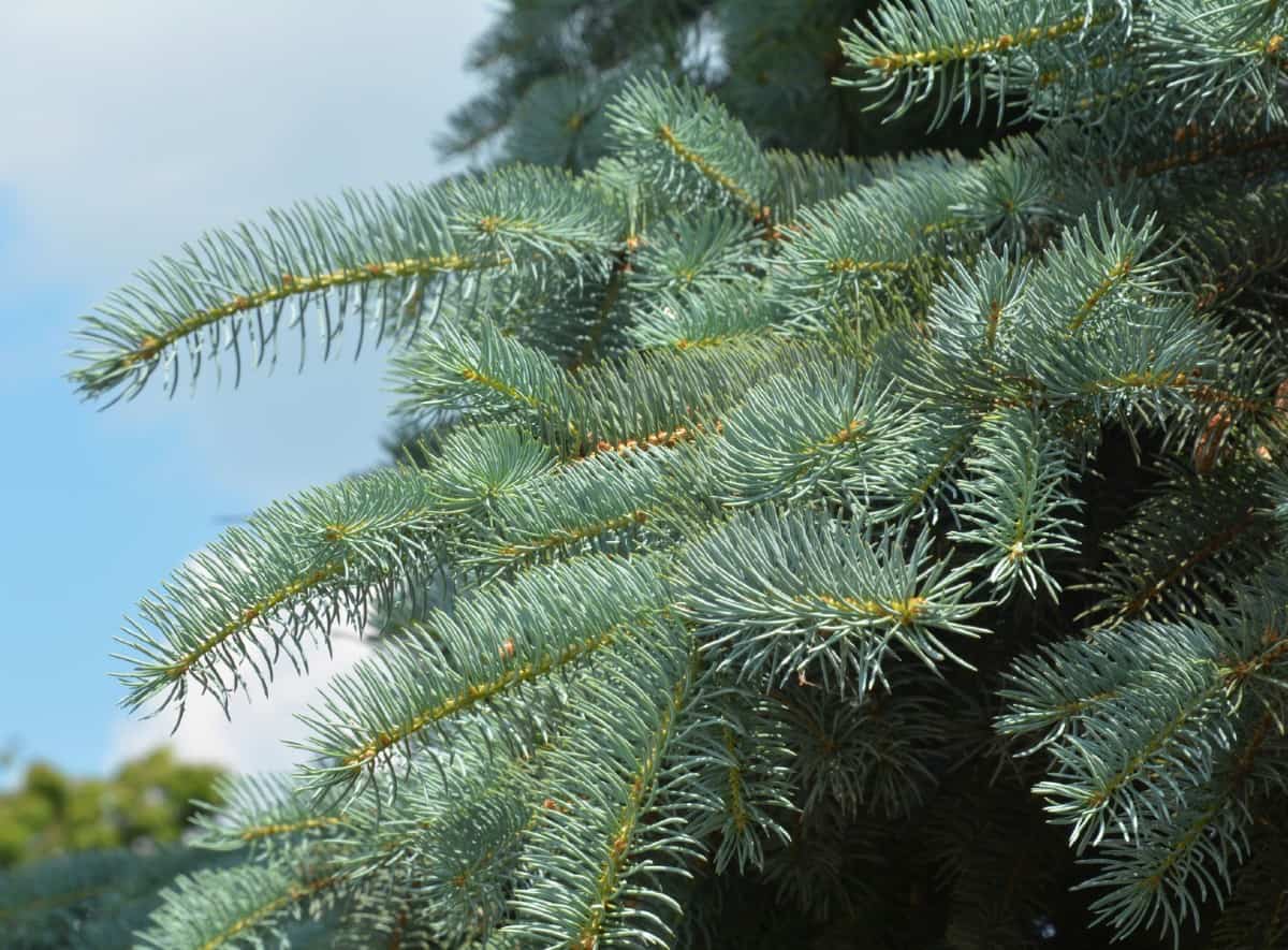 Blue spruce adds some color variety to a privacy hedge.