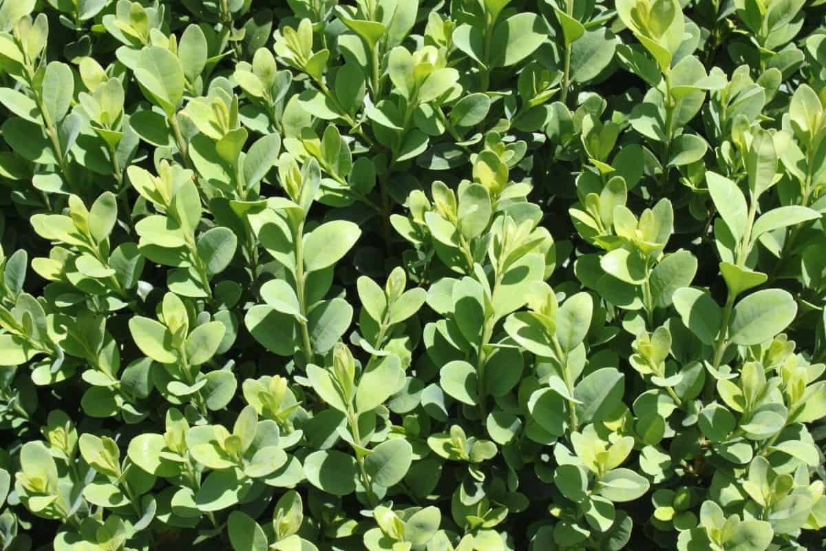 There are many varieties of boxwood.