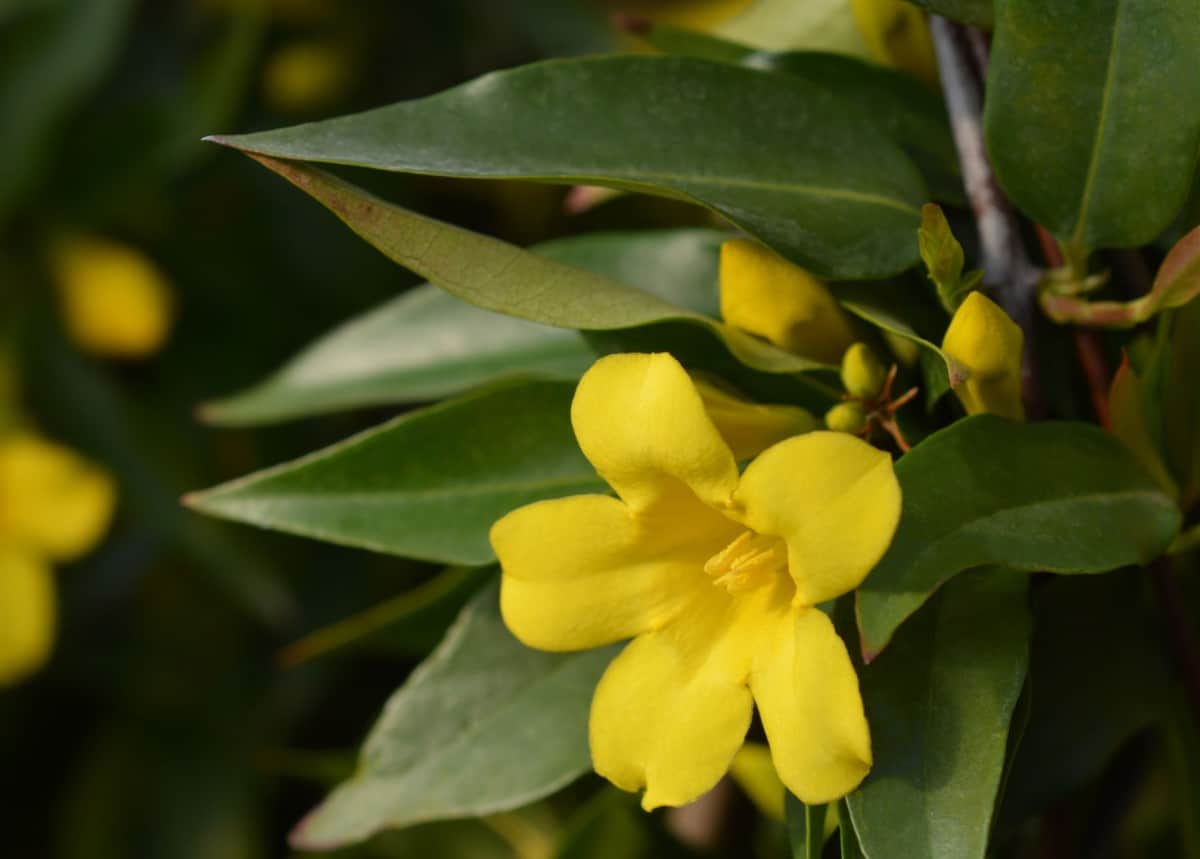 The yellow flowers of the Carolina jessamine prefer a lot of sun.