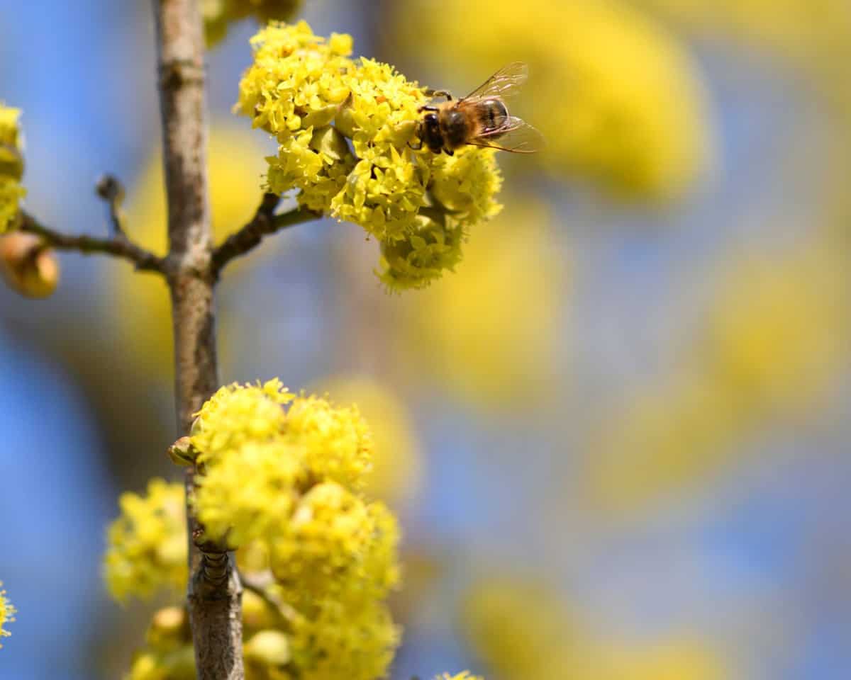 Cherry dogwoods have yellow leaves and flowers.