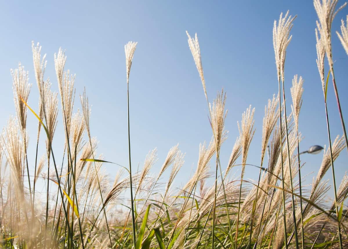 Chinese silvergrass is also known as maiden grass.