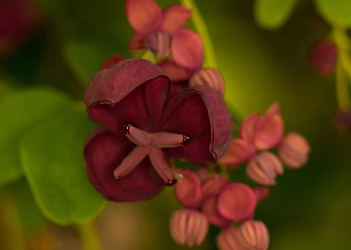 The chocolate vine is a spring bloomer with a spicy scent.