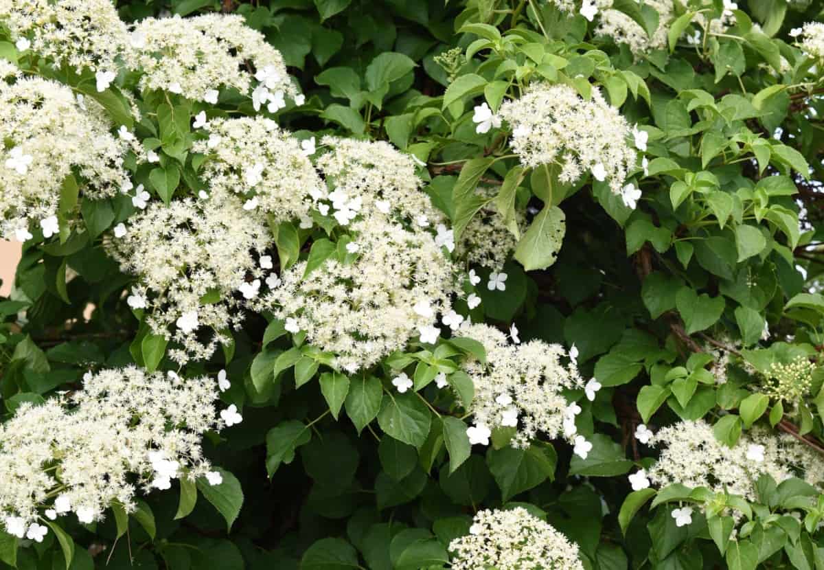 Climbing hydrangeas have large flower clusters.