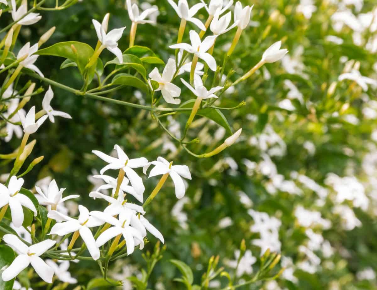 The confederate jasmine has star-shaped flowers.