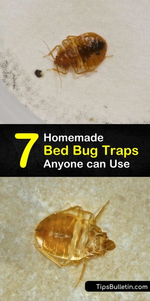 Become a pest control master that turns a bed bug infestation into the thing of the past using DIY bed bug traps, pesticides, interceptor, bed bug monitors, and more. These bed bug traps work to keep the pests at bay and prevent them from returning for good. #bed #bug #traps