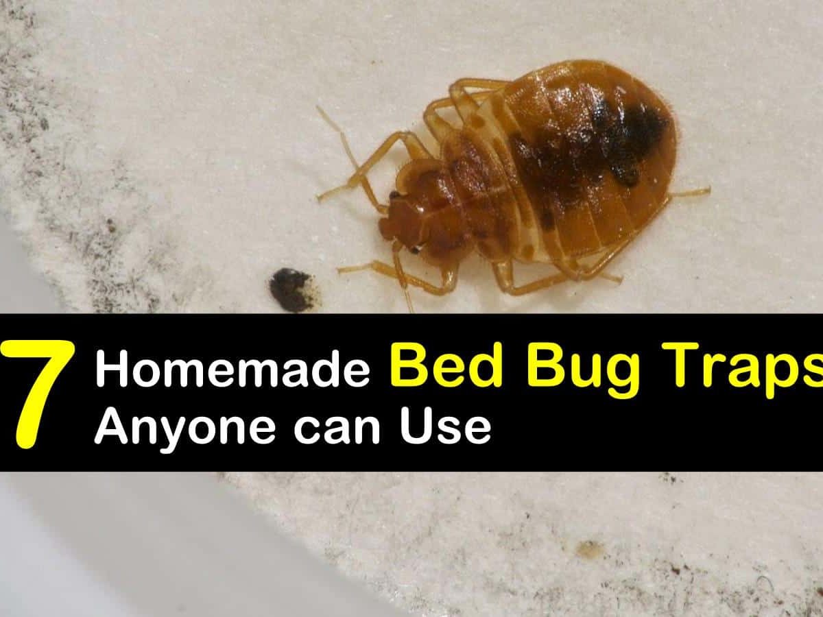 How to Make a Bed Bug Trap