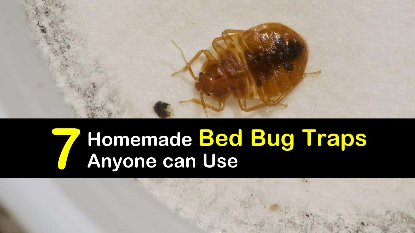 7 Homemade Bed Bug Traps Anyone can Use