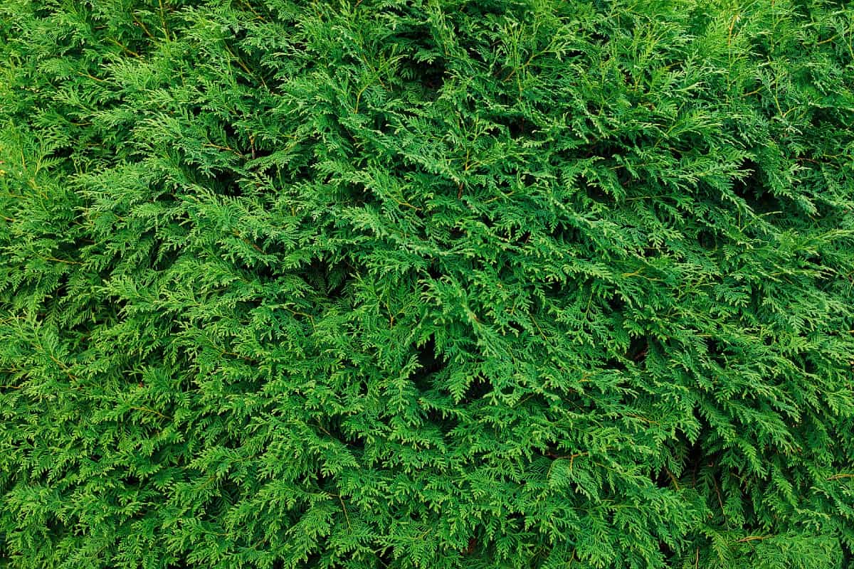 Pruning the emerald green arborvitae regularly keeps it healthy.