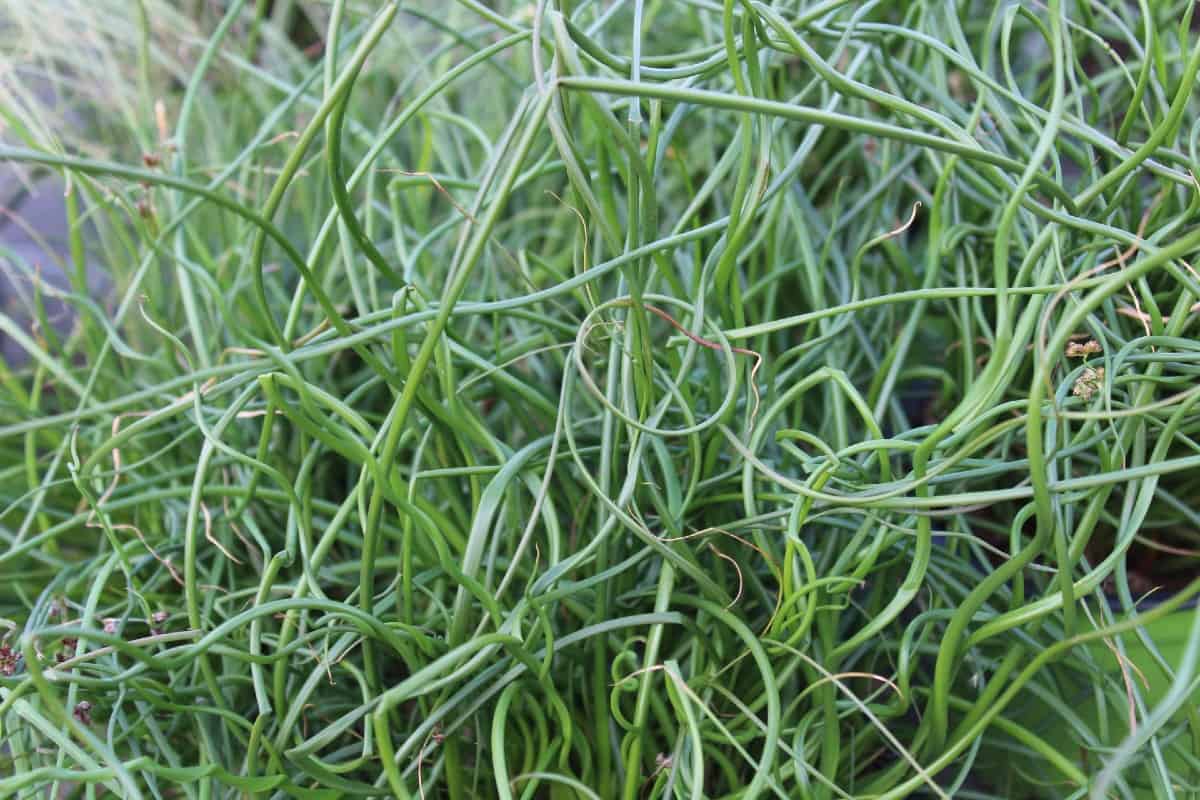 European meadow rush produces flowers in late spring or early summer.