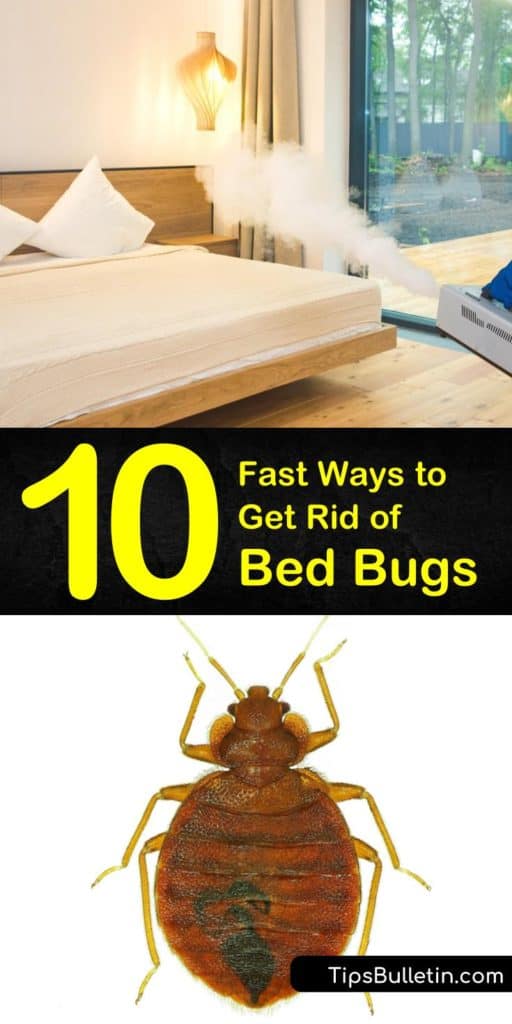 Fastest Ways to Get Rid of Bed Bugs