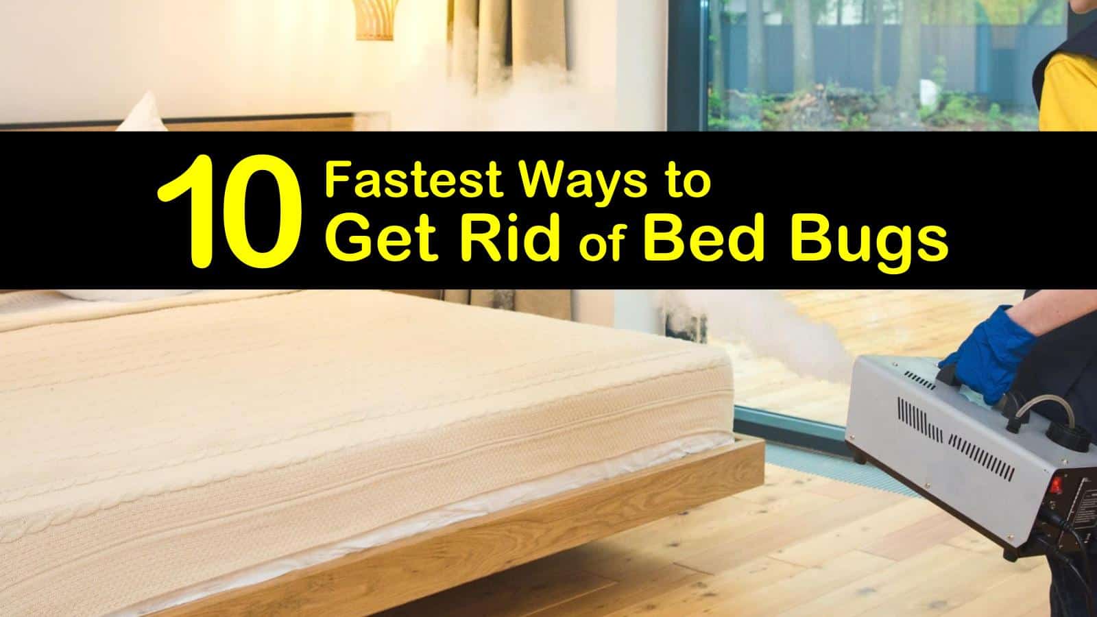 What Kills Bed Bugs Fast? 6 Ways To Remove Them - Pest Pointers