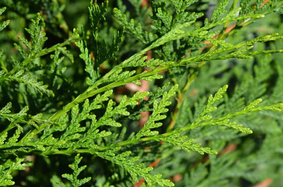 The green giant arborvitae is a popular privacy tree.