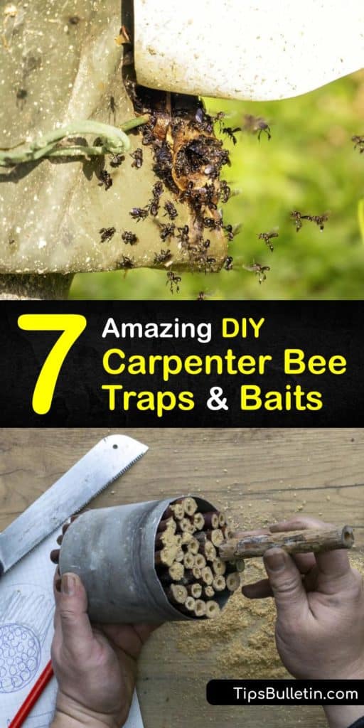 Discover the best carpenter bee traps that teach you how to get rid of yellow jackets and carpenter bees. These DIY techniques include insecticide and a repurposed Mason jar to become a bee catcher. Implementing your own pest control is easy with these methods. #homemade #carpenter #bee #traps