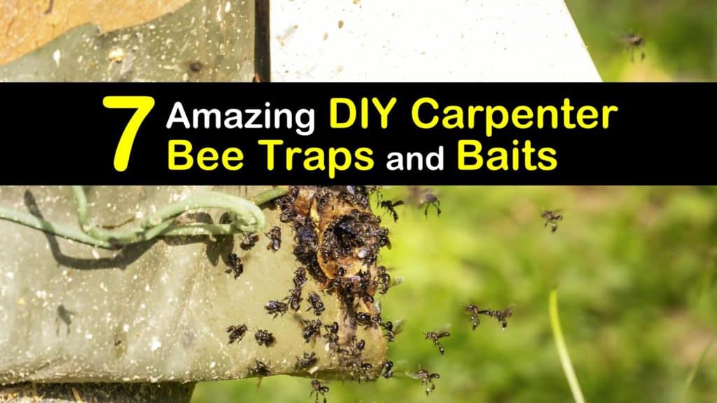 Homemade Carpenter Bee Traps and Baits