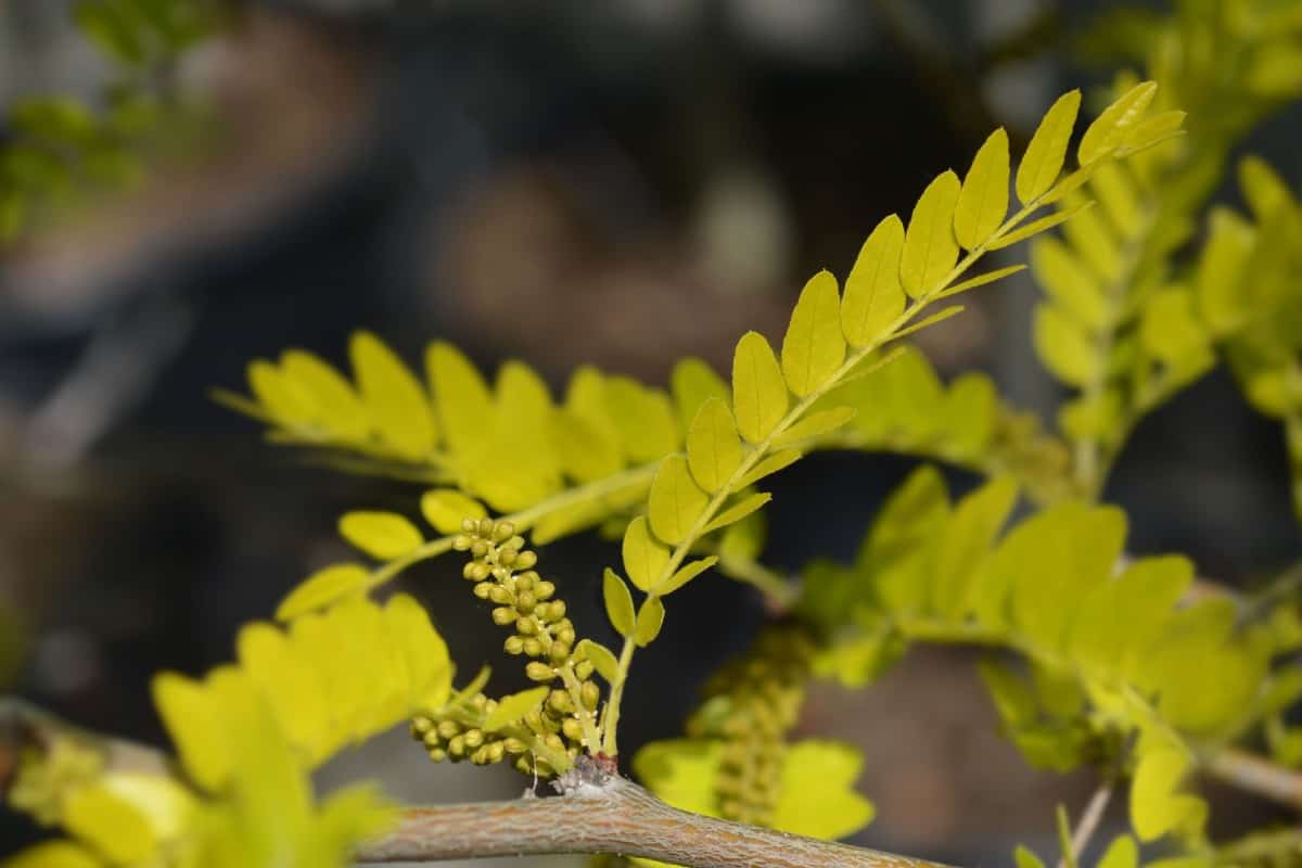 The honey locust is a beautiful but messy tree.