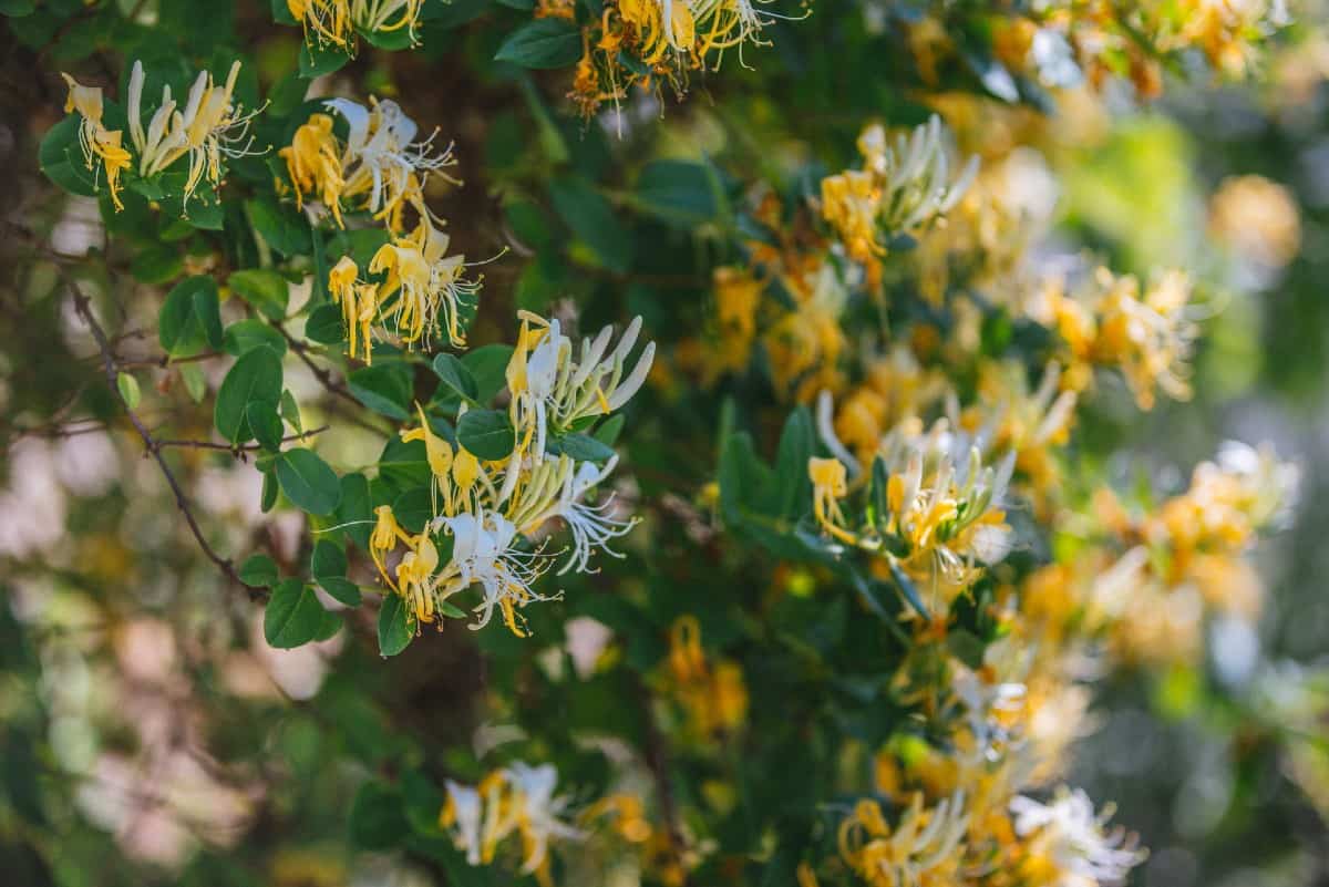 The honeysuckle vine smells like sweet pea flowers.