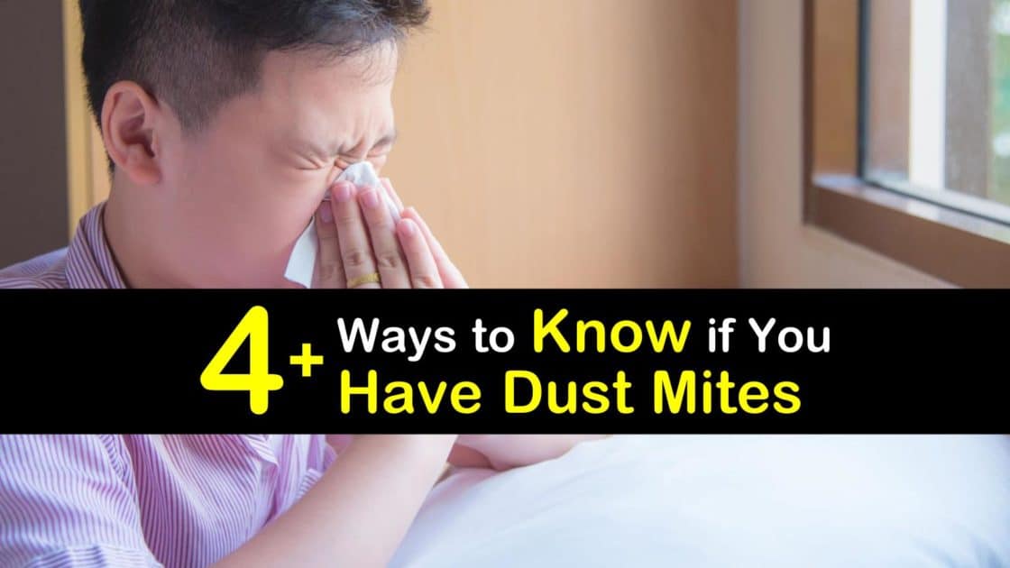 4+ Ways to Know if You Have Dust Mites