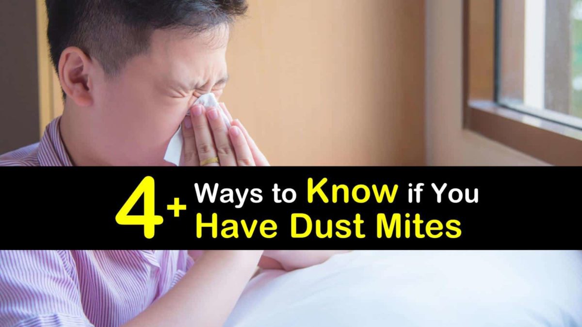 4+ Ways to Know if You Have Dust Mites