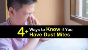How do You Know if You have Dust Mites titleimg1