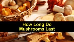 How Long Do Mushrooms Last titleimg1