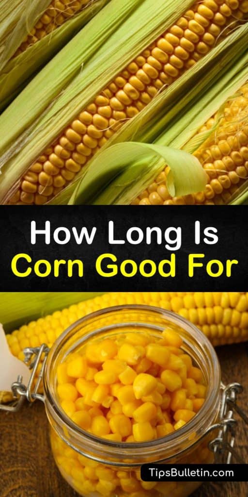 Discover how long fresh corn is good for and the best ways to store it for the short and long term. Do not shuck sweet corn until you're ready to eat it, store cooked corn in the fridge, and freeze corn in freezer bags for extended shelf life. #howlong #corn #goodfor