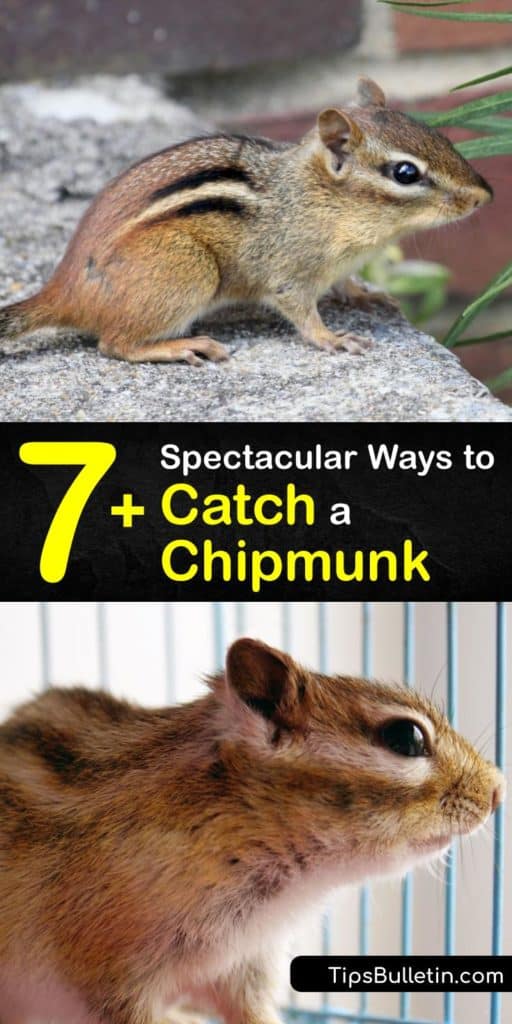 7+ Spectacular Ways to Catch a Chipmunk