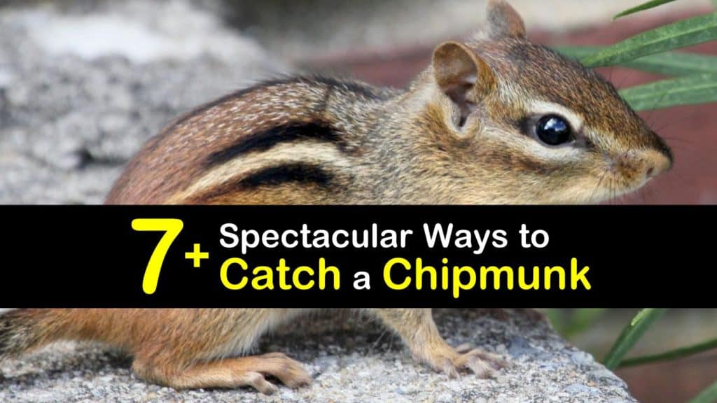 7+ Spectacular Ways to Catch a Chipmunk