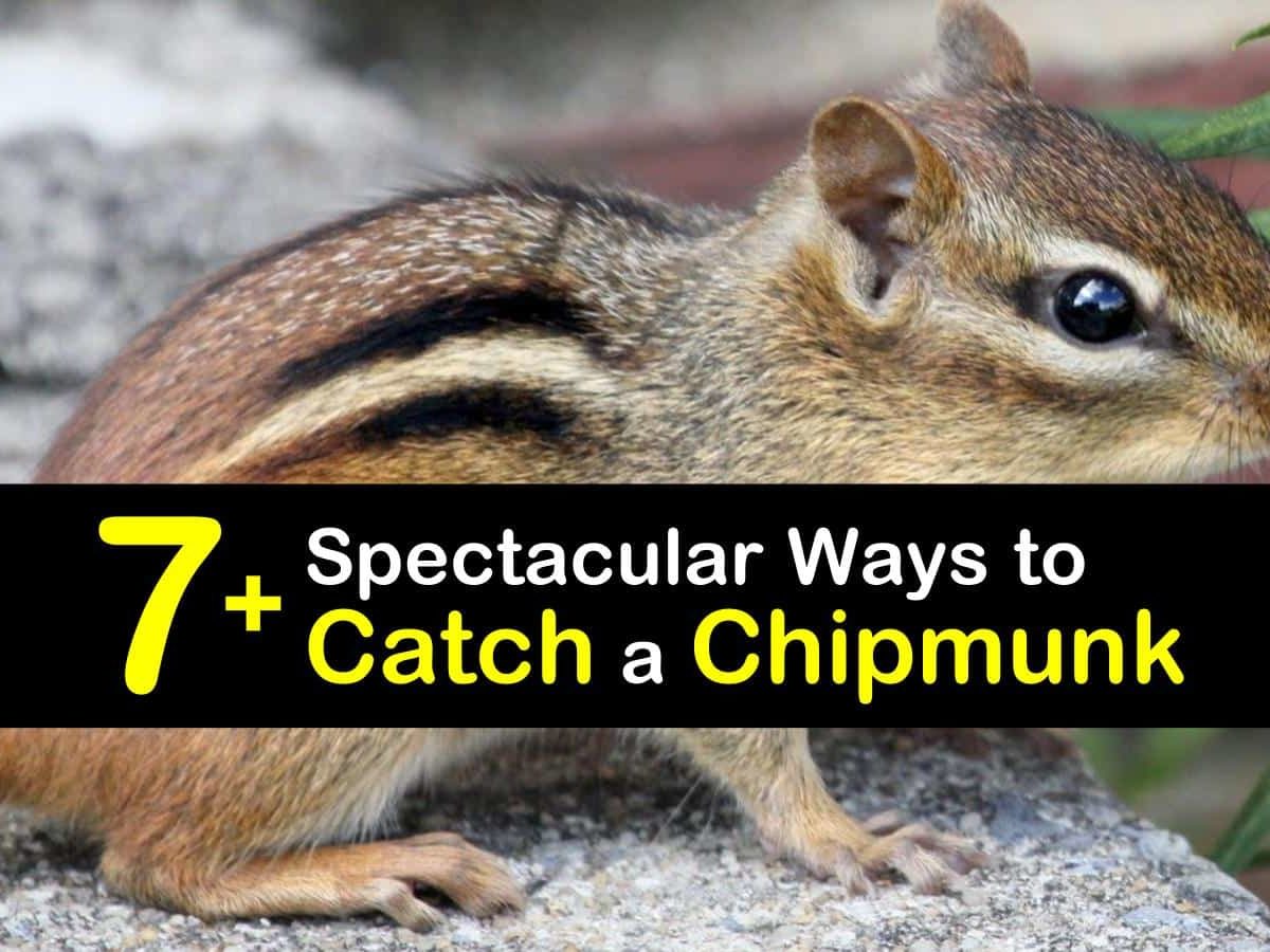 7 Spectacular Ways To Catch A Chipmunk