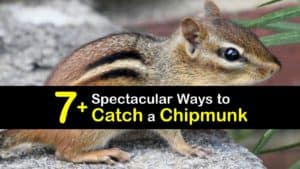 How to Catch a Chipmunk titleimg1