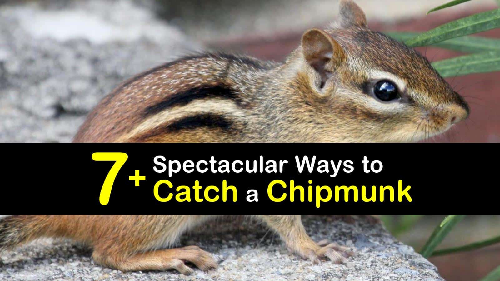 7 Spectacular Ways To Catch A Chipmunk