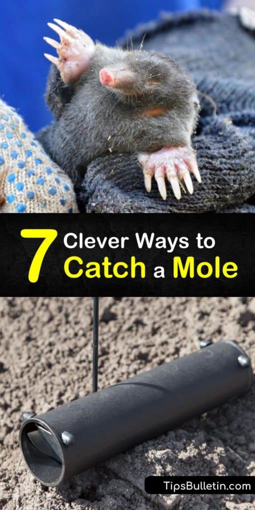 Learn how to get rid of moles by mole catching. The burrowing activity of moles draws in gophers, voles, and other pests, and using a mole catcher is a safer alternative than using poisons to kill moles. #howto #catch #mole
